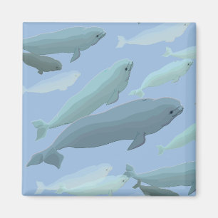Beluga Whale Fridge Magnet Whale Art Gifts