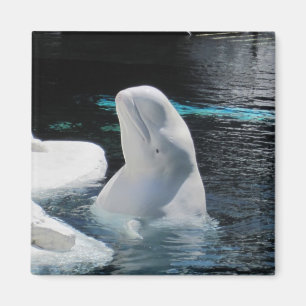 Beluga Whale-gåvor Magnet