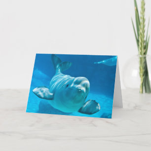 Beluga Whale Kort