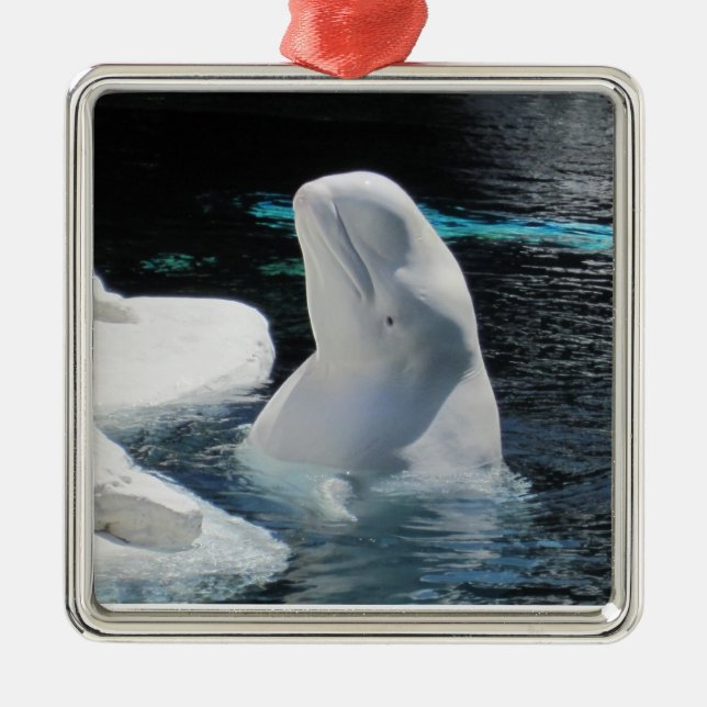 Beluga Whale Ornament (Framsidan)