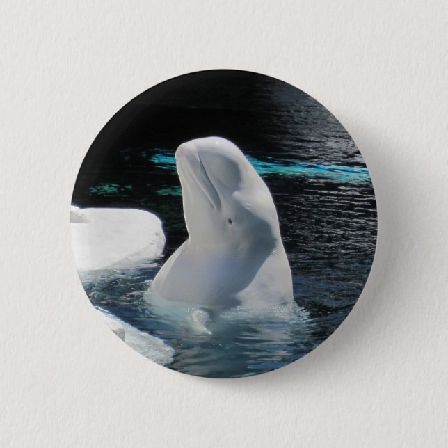 Beluga Whale Pin Knapp (Framsida)