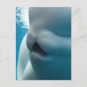 Beluga Whale Postcard Vykort