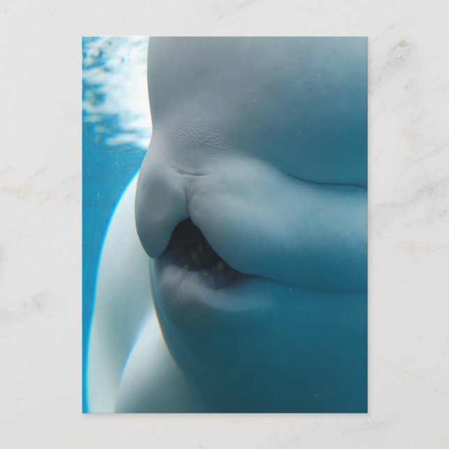 Beluga Whale Postcard Vykort (Framsida)