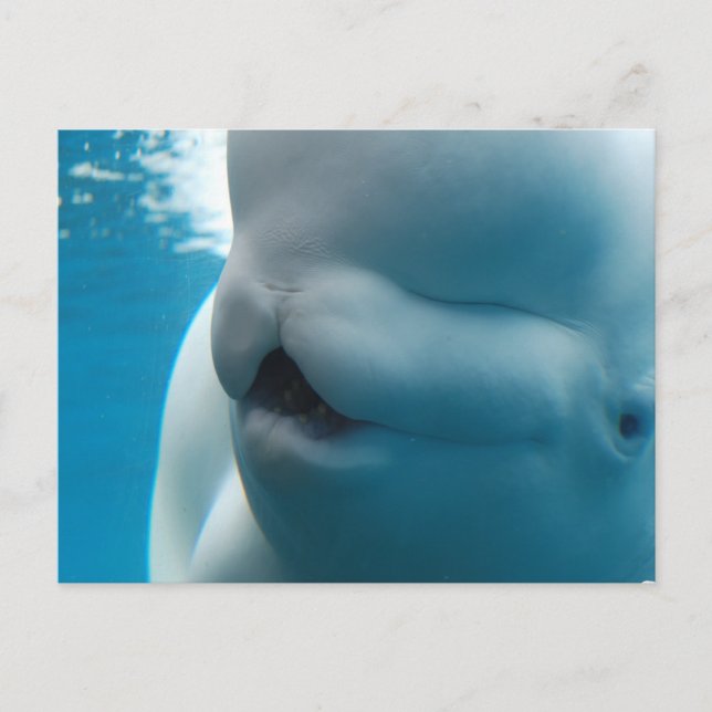 Beluga Whale Postcard Vykort (Framsida)