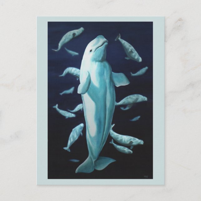 Beluga Whale Postcards Beluga Whale Art Cards Vykort (Framsida)