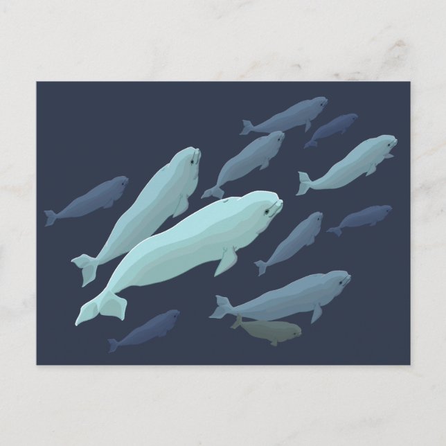 Beluga Whale Postcards Beluga Whale Card Customiqu Vykort (Framsida)