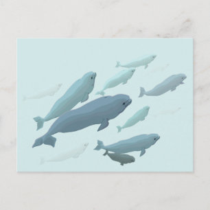 Beluga Whale Postcards Canadian Beluga Whale Cards Vykort