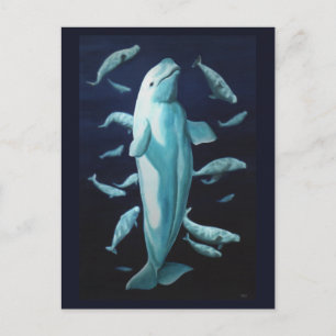 Beluga Whale Postcards Canadian Beluga Whale Cards Vykort