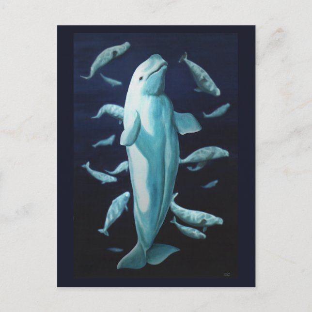 Beluga Whale Postcards Canadian Beluga Whale Cards Vykort (Framsida)