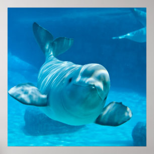 Beluga Whale Poster