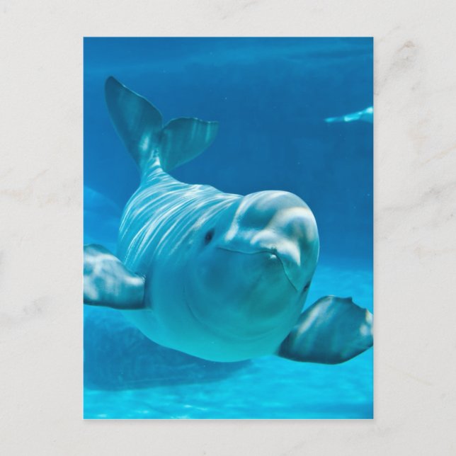 Beluga Whale Vykort (Framsida)