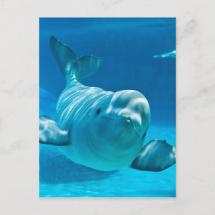 Beluga Whale Vykort