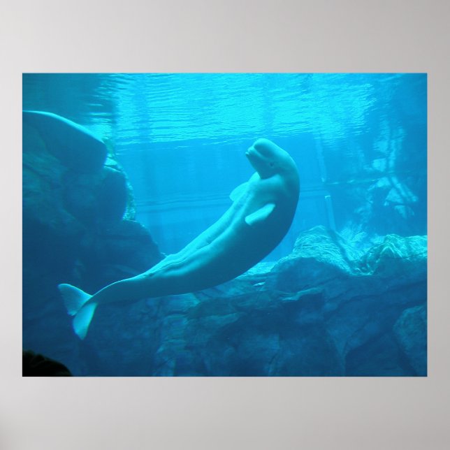 Beluga Whales II Poster (Framsidan)