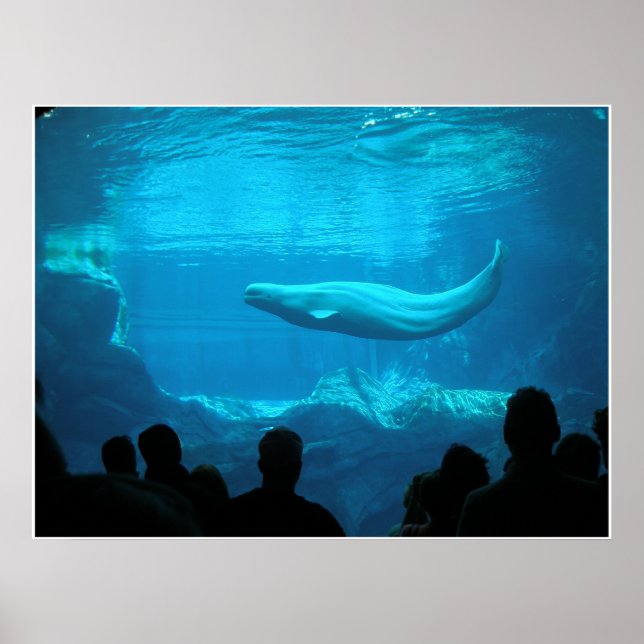 Beluga Whales III Poster (Framsidan)