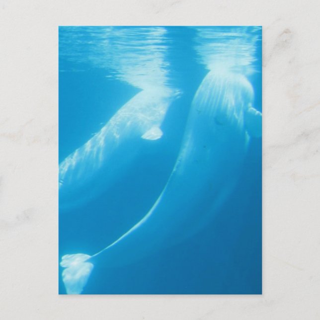 Beluga Whales Postcard Vykort (Framsida)