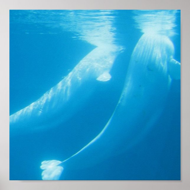 Beluga Whales Poster (Framsidan)