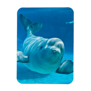 Belugaval Magnet