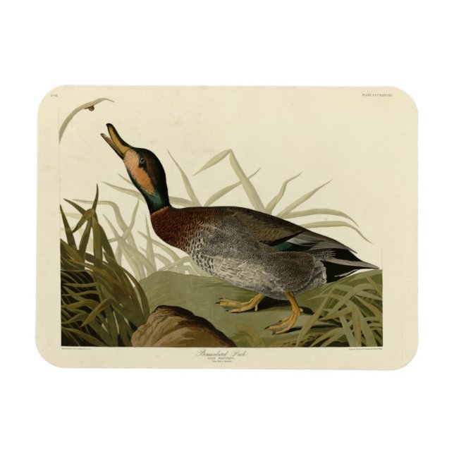 Bemaculated (Brewer's) Anka, Audubon Birds America Magnet (Horisontell)