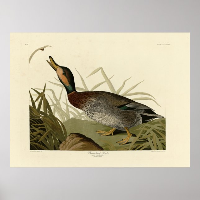 Bemaculated (Brewer's) Anka, Audubon Birds America Poster (Framsidan)