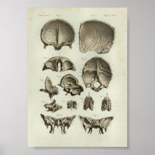 Ben 1844 för skalle för vintageanatomitryck poster