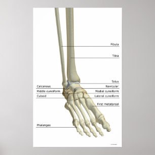 Ben av foten 5 poster