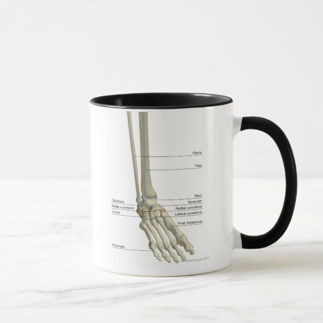 Ben av foten 6 mugg (Höger)