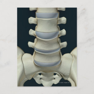 Ben av Lumbar Vertebrae 2 Vykort