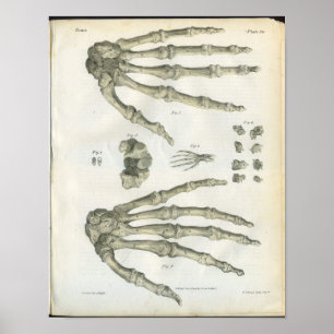 Ben av räckaanatomitrycket poster