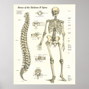 Ben av skelett & inbindningsanatomiaffischen poster