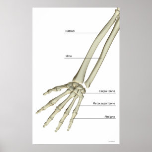 Ben av underarmen poster
