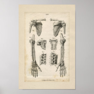 Ben för Vintage Anatomy Print i Arm Poster