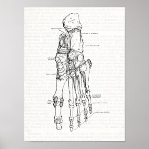 Ben för vintageanatomikonst av foten poster