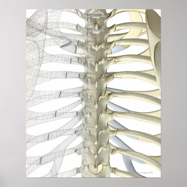 Ben från Thoracic Vertebrae 2 Poster (Framsidan)