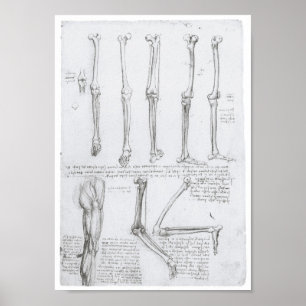 Ben i den nedre extremen, Leonardo da Vinci Poster