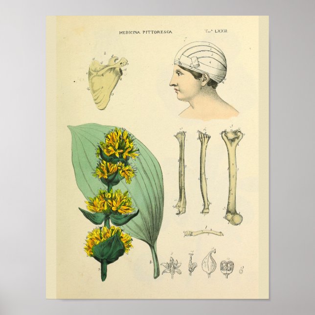 Ben Medicinal Anatomy Medical Art Print Poster (Framsidan)