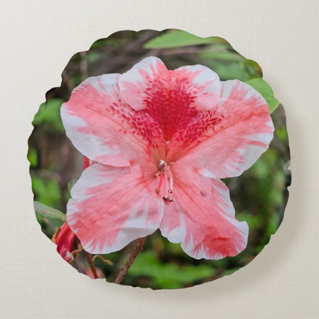 Ben Morrison Azalea (Rhododendron 'Ben Morrison') Rund Kudde (Framsidan)