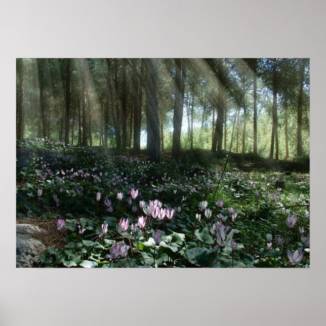 Ben Shemen Forest i Israel, Heliga Land Poster (Framsidan)