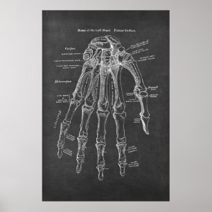 Ben till den Lämnat Hand Palmar Yta Anatomy Poster