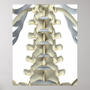 Ben till Lumbar Vertebrae Poster