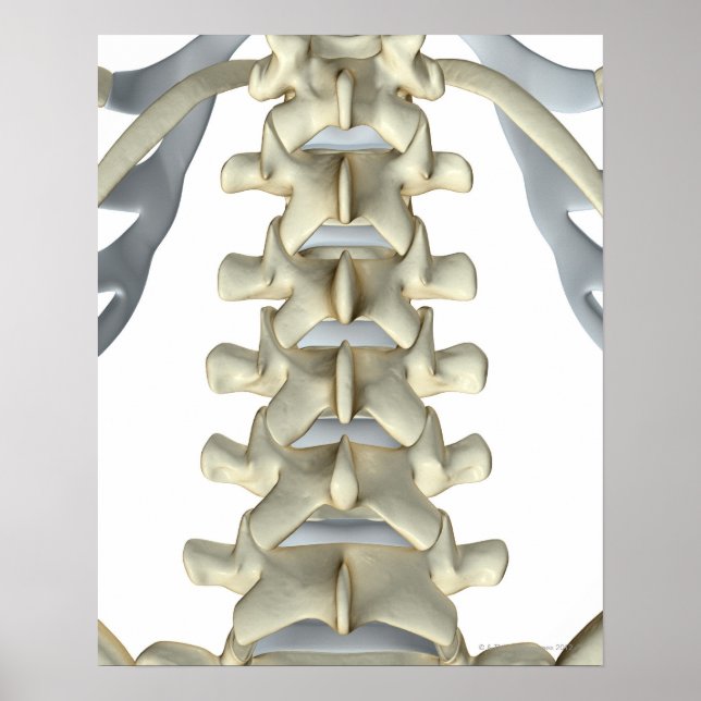 Ben till Lumbar Vertebrae Poster (Framsidan)