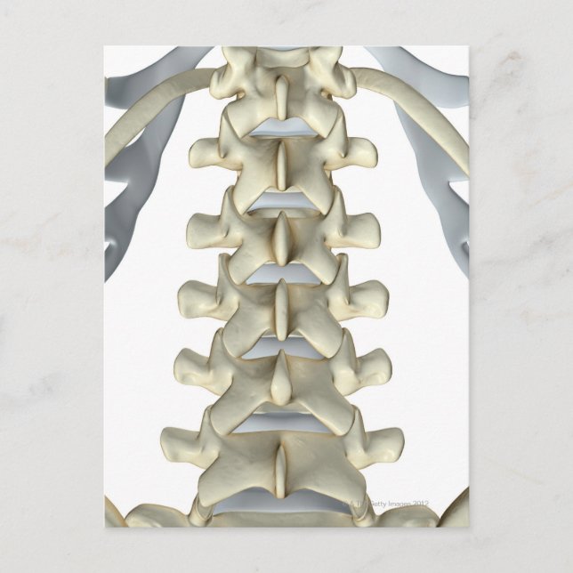 Ben till Lumbar Vertebrae Vykort (Framsida)