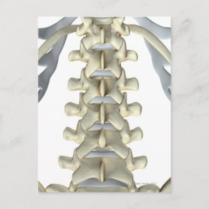 Ben till Lumbar Vertebrae Vykort