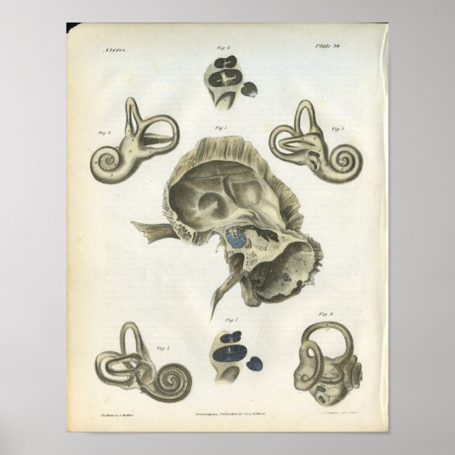 Ben till Öronanatomi Skriv ut Poster (Framsidan)