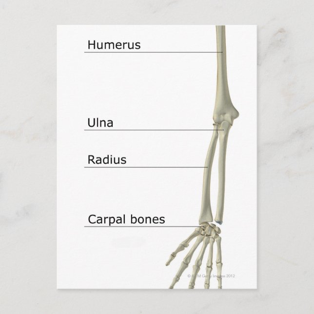 Ben till övre delen av Limb Vykort (Framsida)