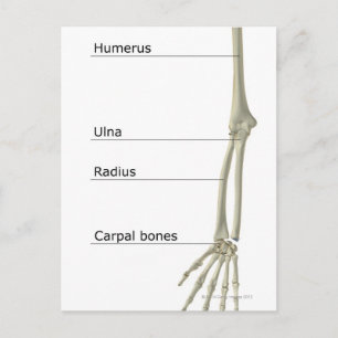 Ben till övre delen av Limb Vykort