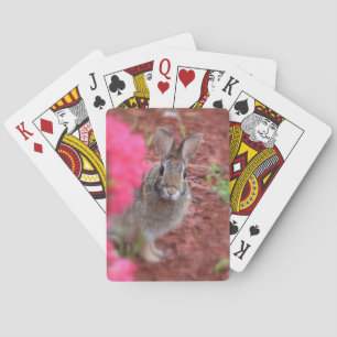 Benåda mig kaninen som leker kort casinokort