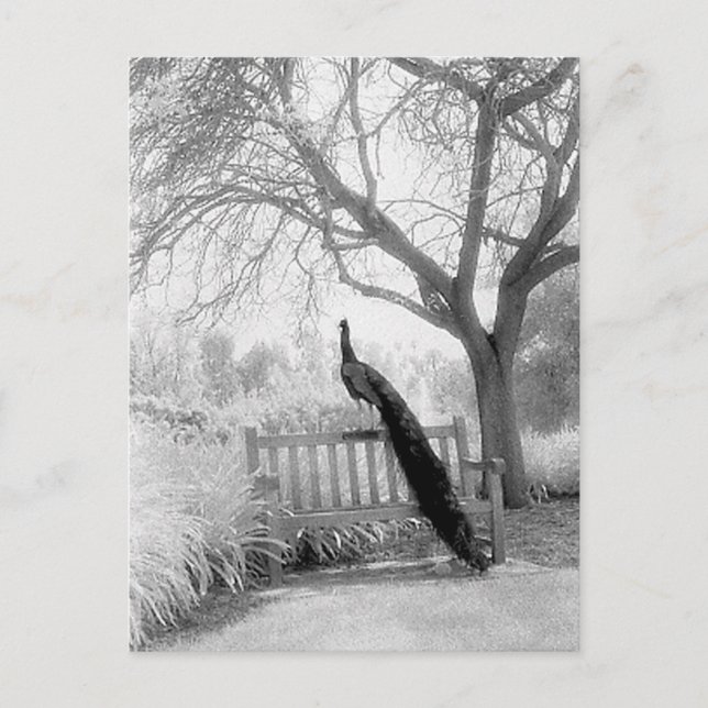 Bench Peacock Vykort (Framsida)