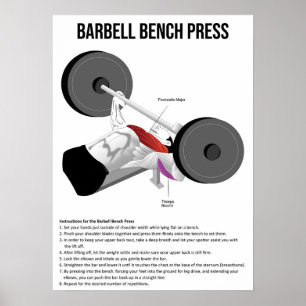 Bench Press - Exercise - Muscle Anatomy Chart Poster