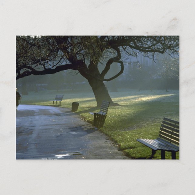 Bench, träd, Regents Park, London, England Vykort (Framsida)