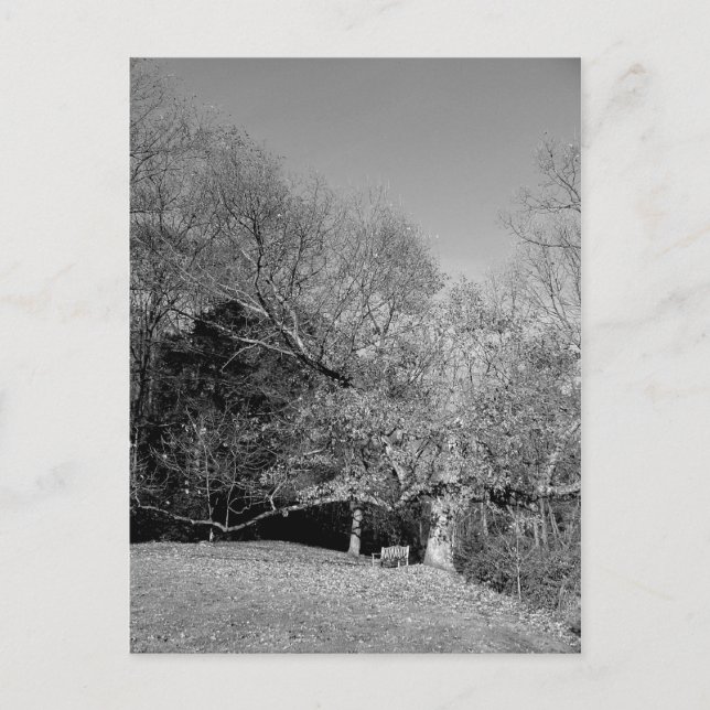 Bench under postkort för Träd Vykort (Framsida)